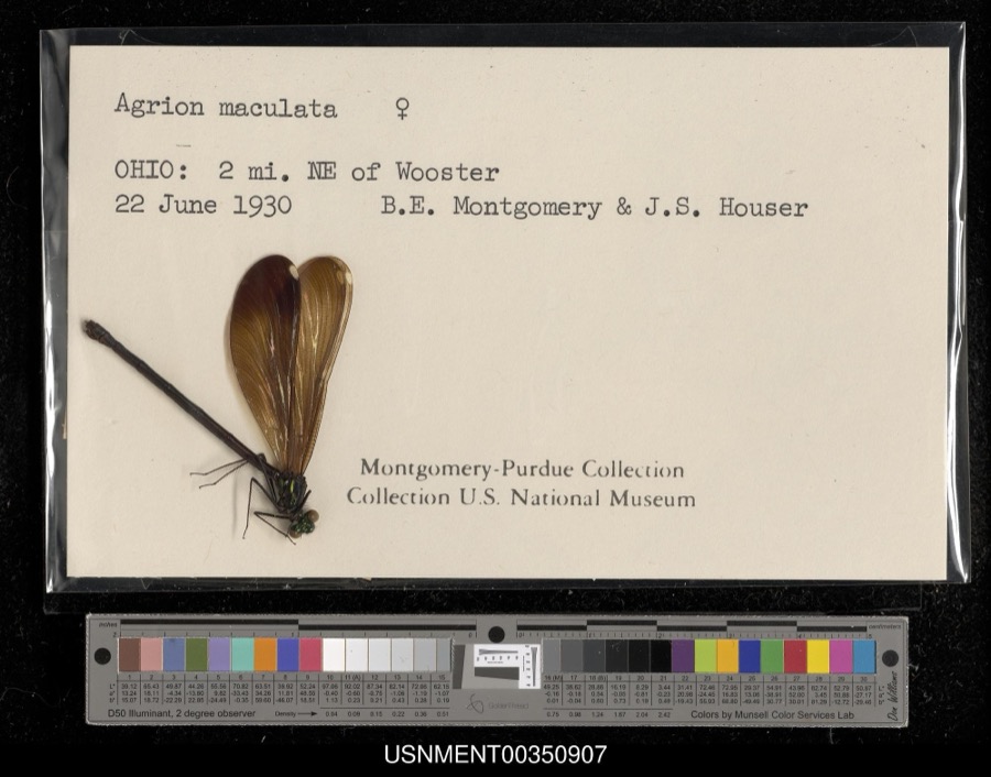 Specimen of Calopteryx maculata (Palisot de Beauvois, 1807)
