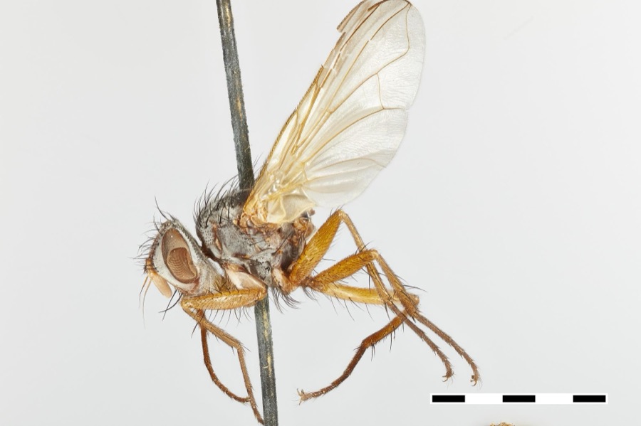 Specimen of Meigeniella hinei Coquillett, 1902