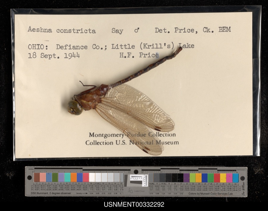 Specimen of Aeshna constricta Say, 1840