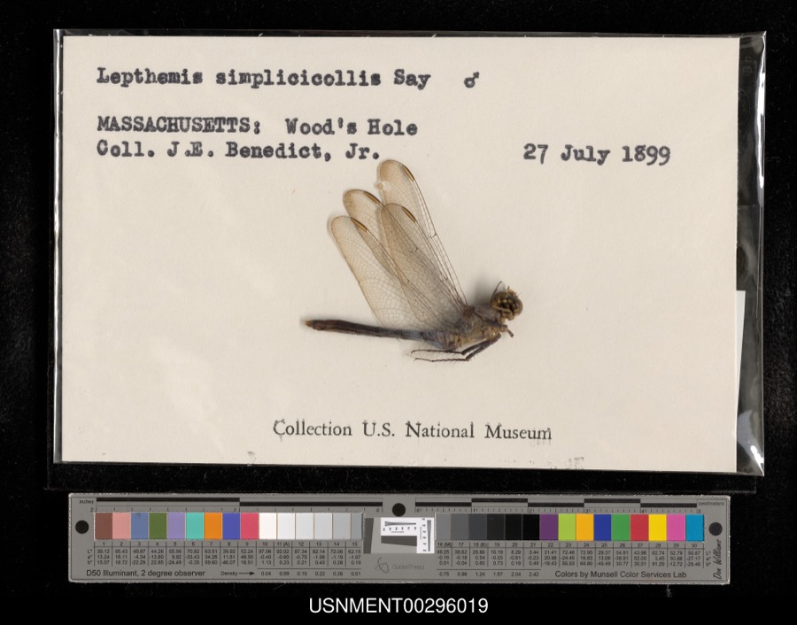 Specimen of Erythemis simplicicollis (Say, 1840)