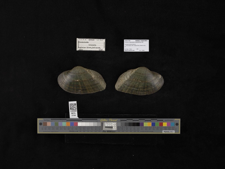 Specimen of Alasmidonta marginata Say, 1818