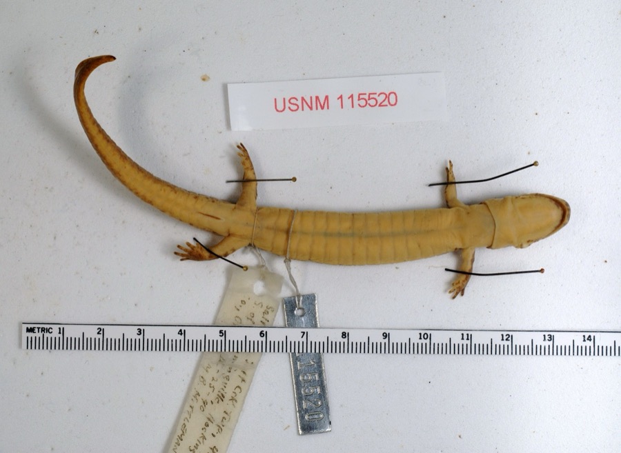 Specimen of Gyrinophilus porphyriticus porphyriticus (Green, 1827)