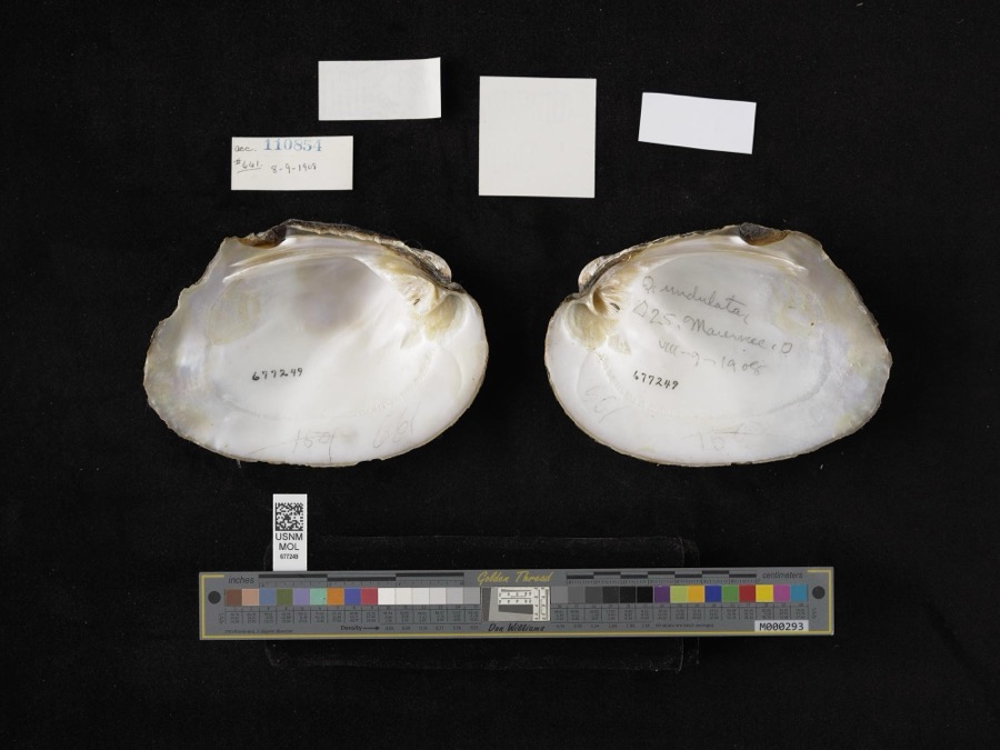 Specimen of Amblema plicata (Say, 1817)