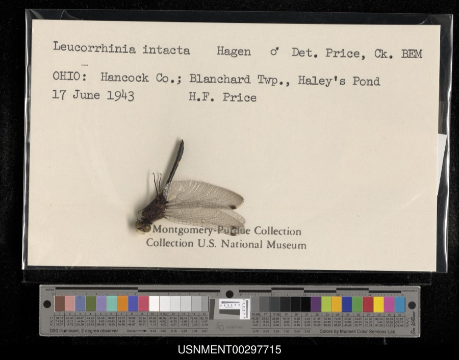 Specimen of Leucorrhinia intacta (Hagen, 1861)