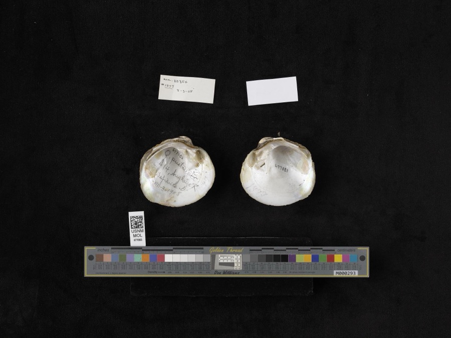 Specimen of Quadrula pustulosa (I.Lea, 1831)