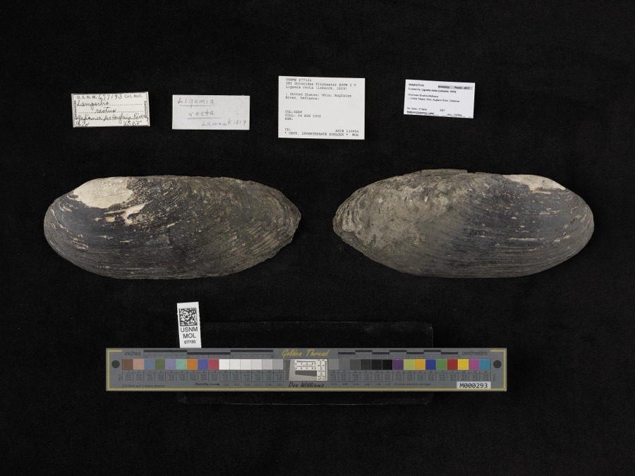 Specimen of Ligumia recta (Lamarck, 1819)