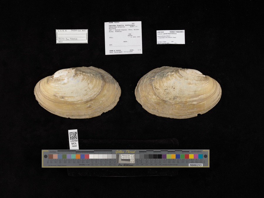 Specimen of Leptodea fragilis (Rafinesque, 1820)