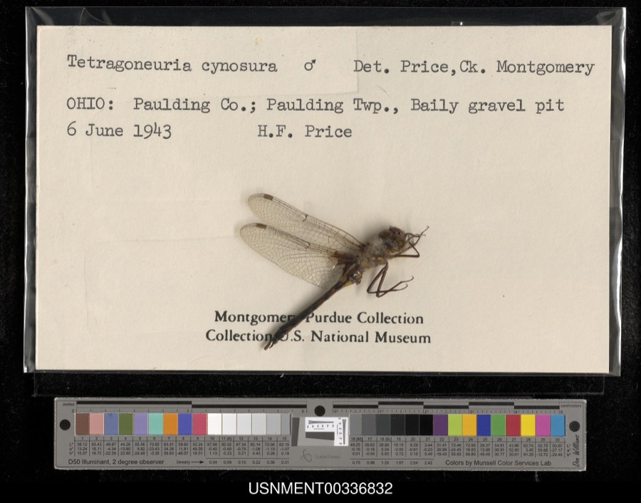 Specimen of Epitheca cynosura (Say, 1840)