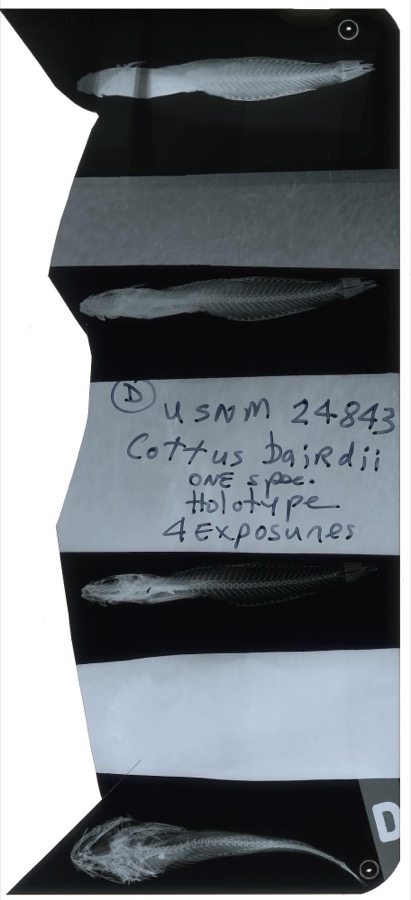 Specimen of Cottus bairdii Girard, 1850