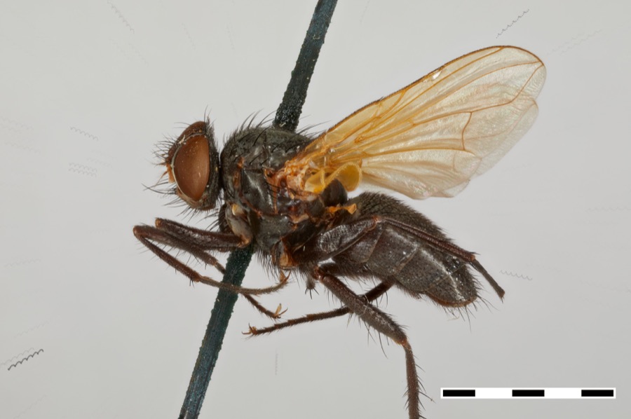 Specimen of Chaetona flavipennis Coquillett, 1902