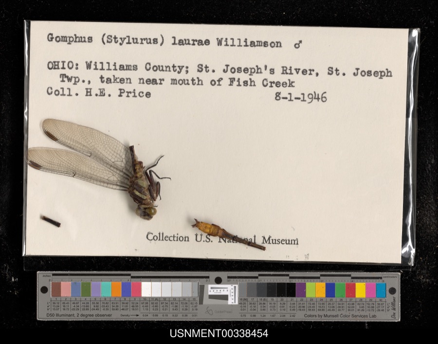 Specimen of Gomphus laurae (Williamson, 1932)