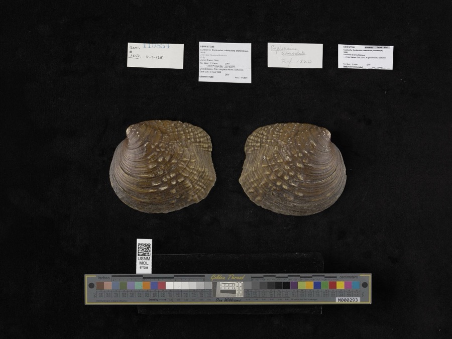 Specimen of Cyclonaias tuberculata (Rafinesque, 1820)