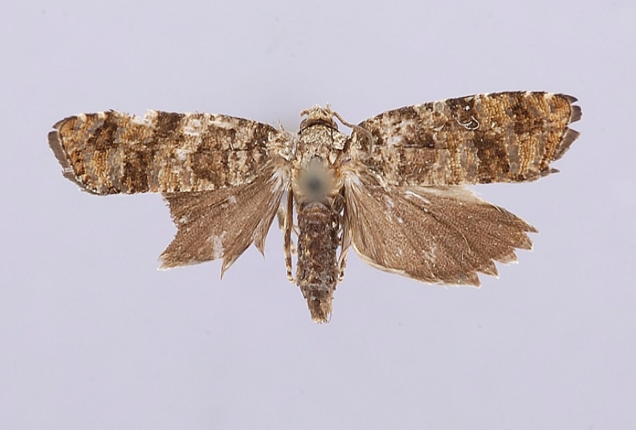 Specimen of Petrova houseri Miller, 1959
