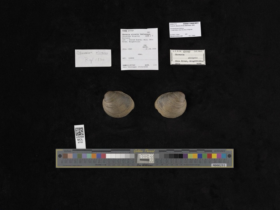 Specimen of Obovaria olivaria (Rafinesque, 1820)