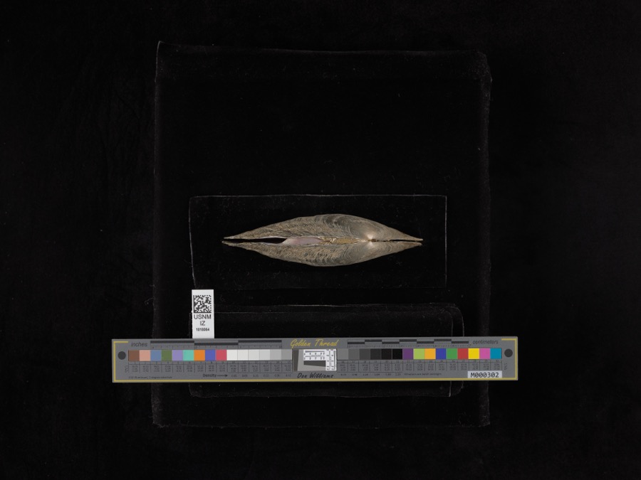 Specimen of Proptera alata (Say, 1817)
