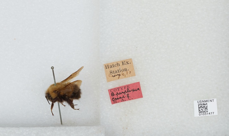 Specimen of Bombus perplexus Cresson, 1863