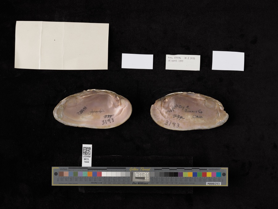 Specimen of Elliptio dilatatus (Rafinesque, 1820)