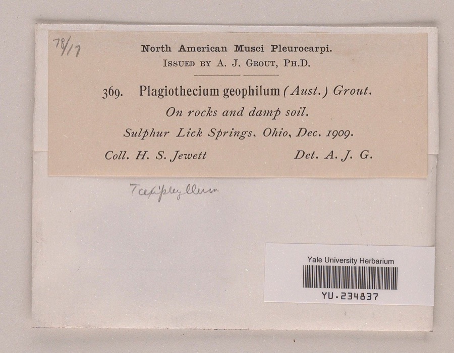Specimen of Taxiphyllum geophilum (Austin) M.Fleisch.