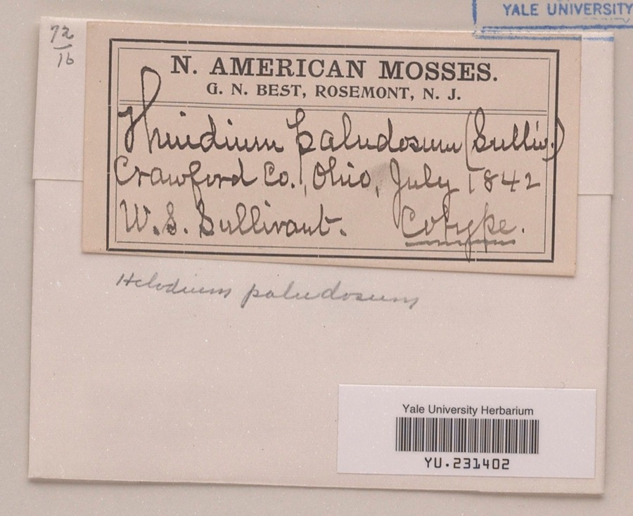 Specimen of Helodium paludosum (Austin) Austin ex Broth.