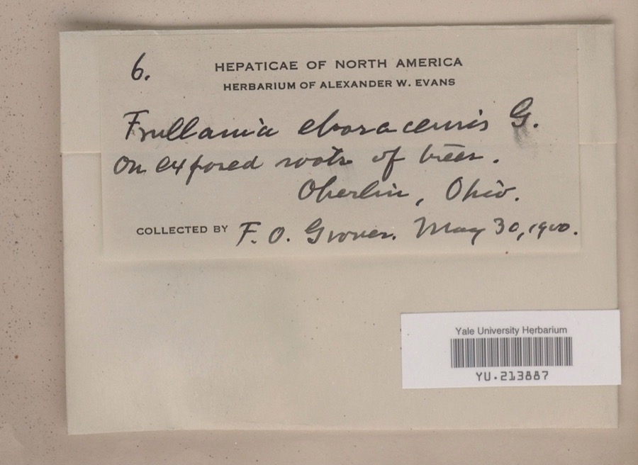 Specimen of Frullania eboracensis Gottsche