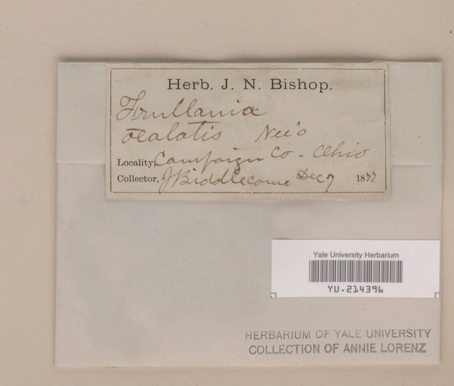 Specimen of Frullania riparia Hampe ex Lehm.