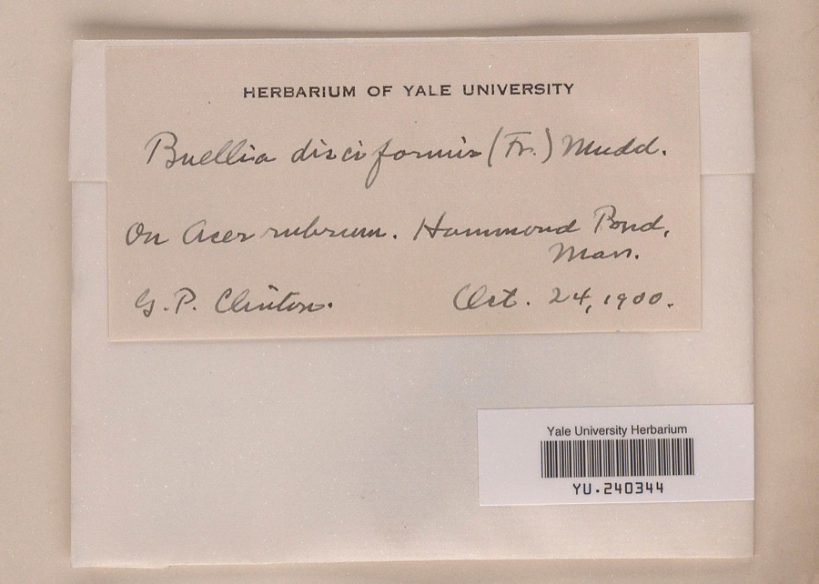 Specimen of Buellia disciformis (Fr.) Mudd