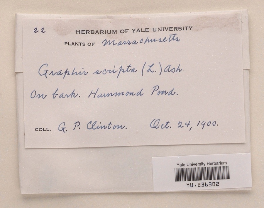 Specimen of Graphis scripta (L.) Ach.