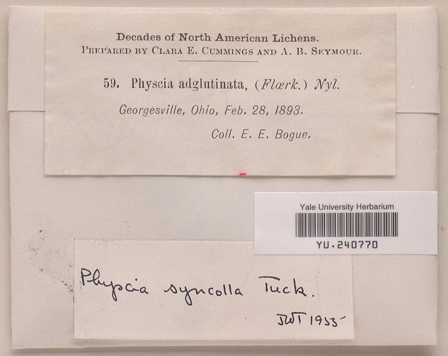 Specimen of Physcia syncolla Tuck. ex Nyl.
