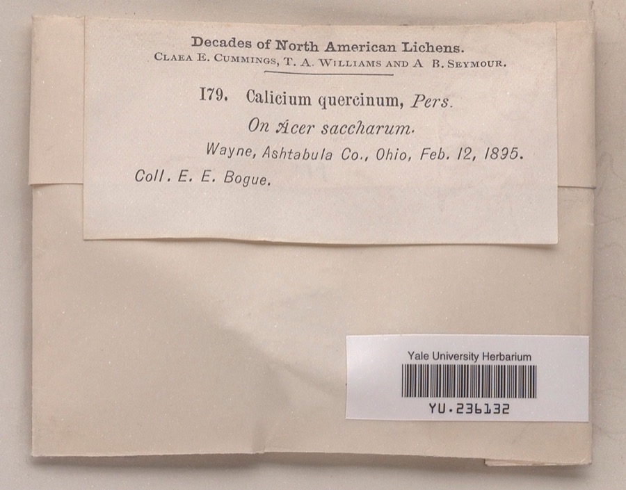 Specimen of Calicium quercinum Pers.