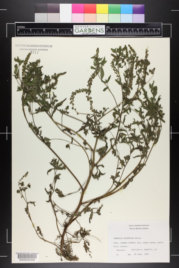 Specimen of Ambrosia bidentata Michx.