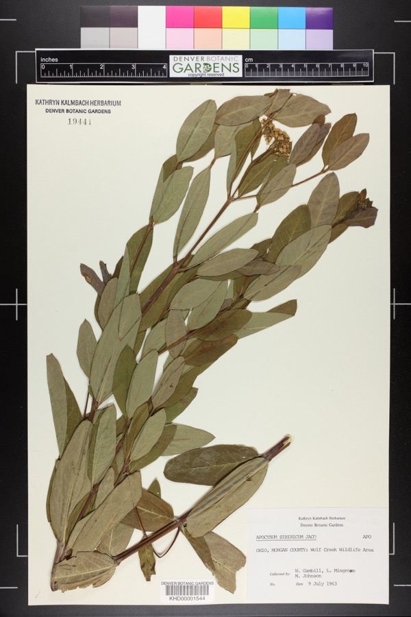 Specimen of Apocynum cannabinum L.