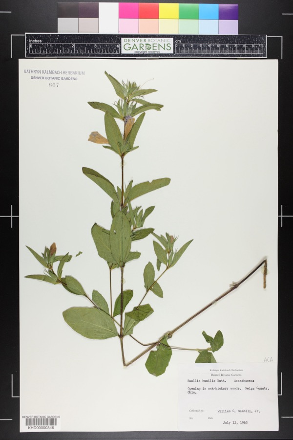 Specimen of Ruellia humilis Nutt.