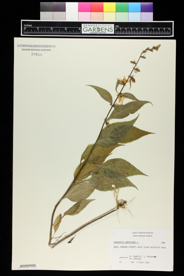 Specimen of Campanulastrum americanum (L.) Small