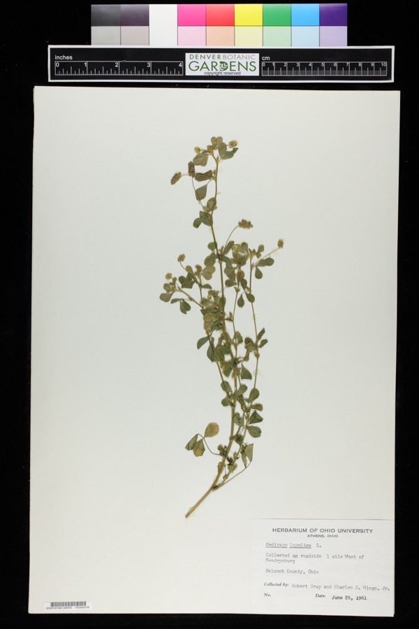 Specimen of Medicago lupulina L.