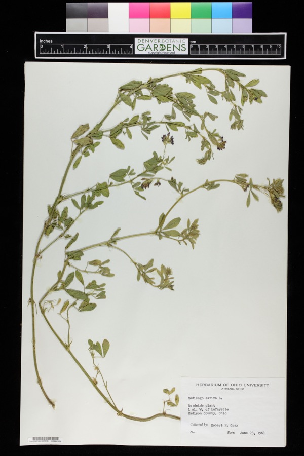 Specimen of Medicago sativa L.