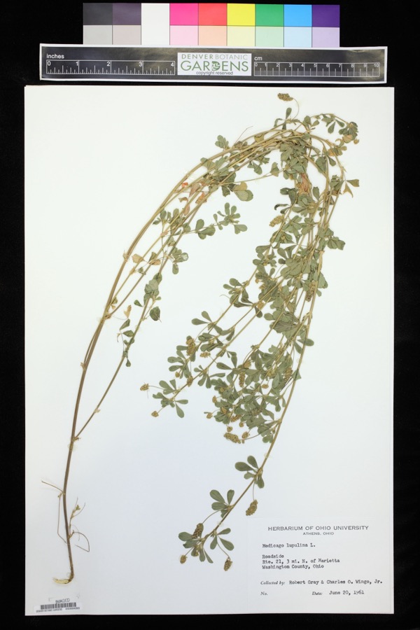 Specimen of Medicago lupulina L.