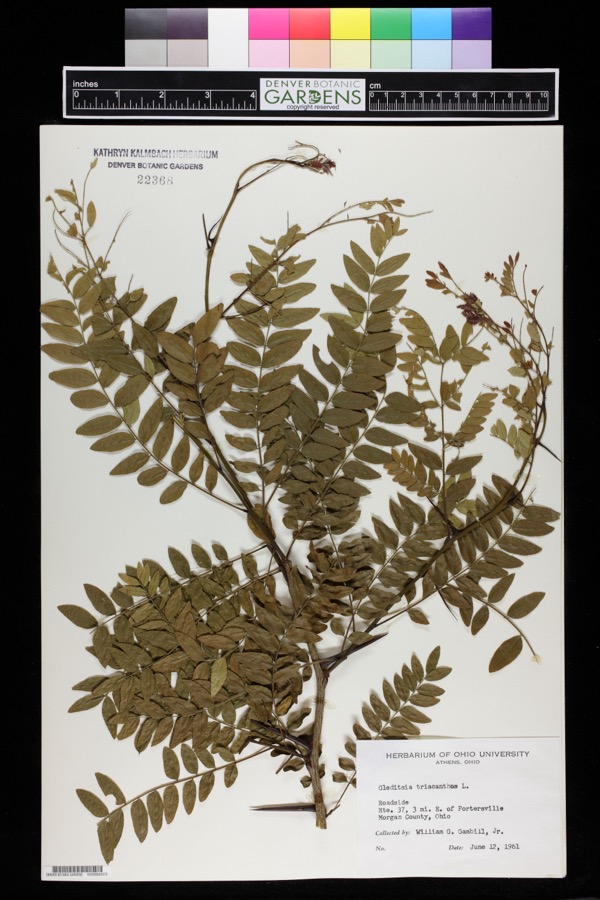 Specimen of Gleditsia triacanthos L.