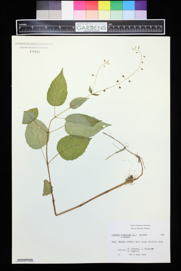 Specimen of Circaea lutetiana L.