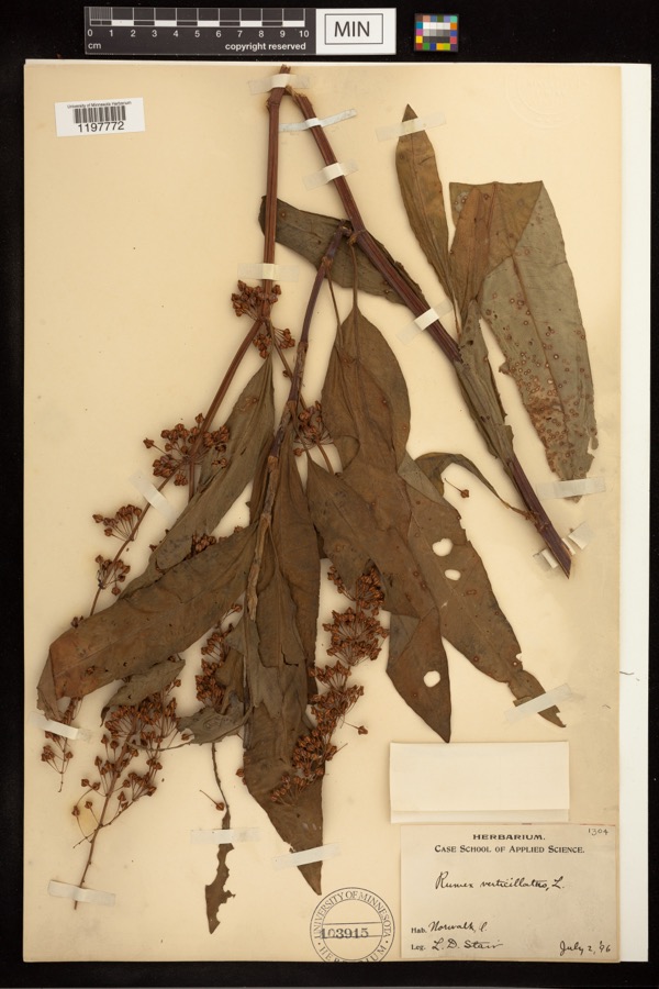 Specimen of Rumex verticillatus L.