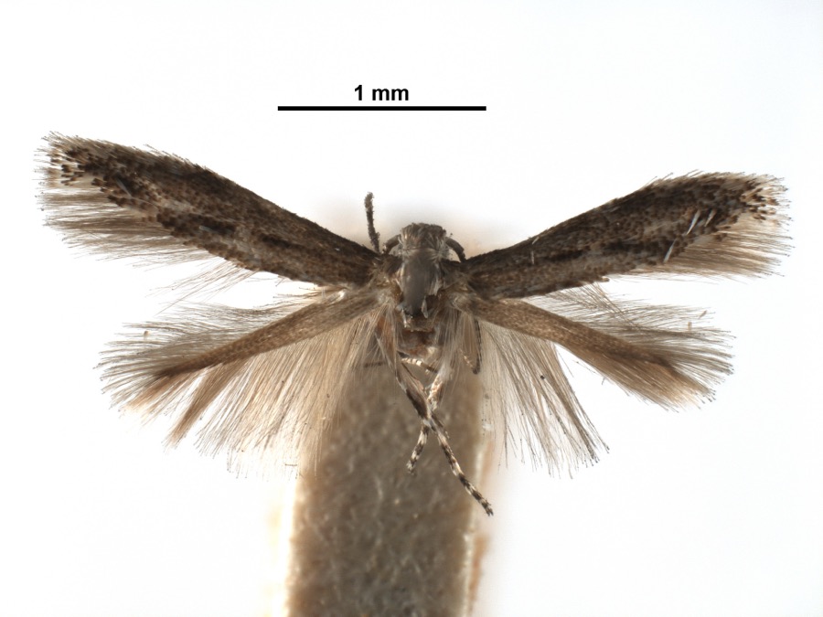 Specimen of Apophthisis pullata Braun, 1915