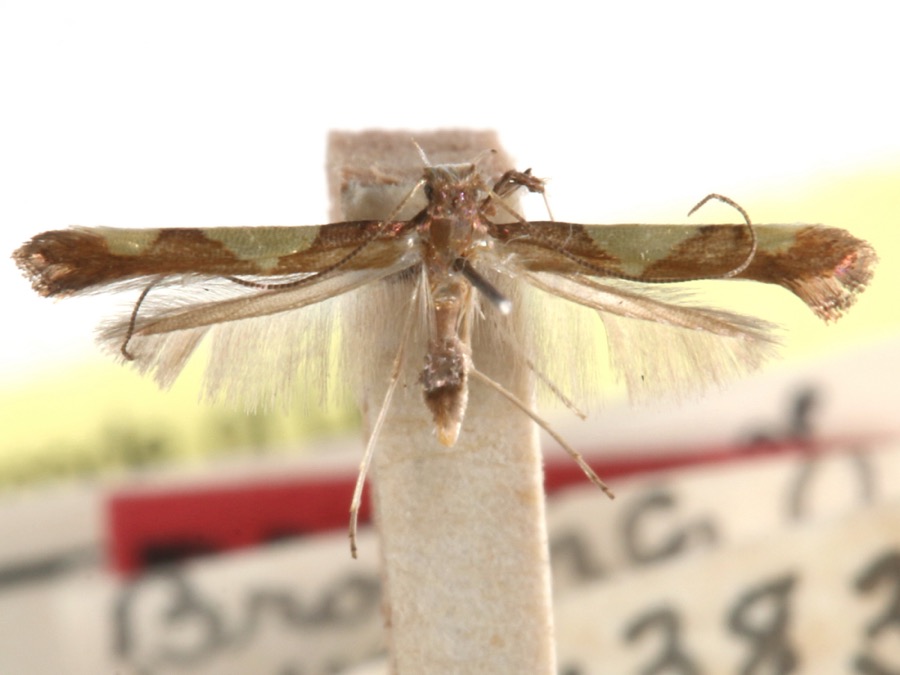 Specimen of Caloptilia speciosella (Braun, 1939)