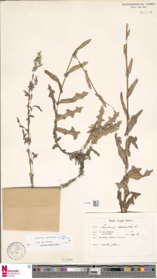 Specimen of Lactuca serriola var. serriola