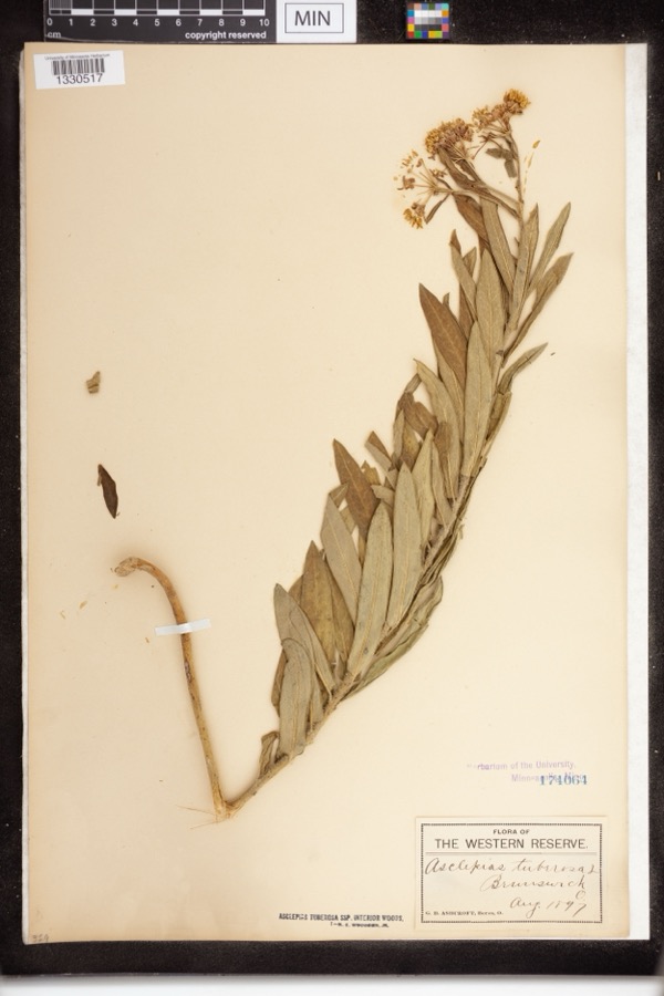 Specimen of Asclepias tuberosa subsp. interior Woodson