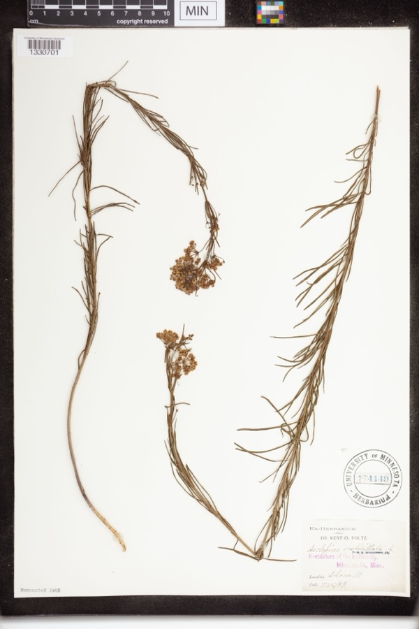 Specimen of Asclepias verticillata L.