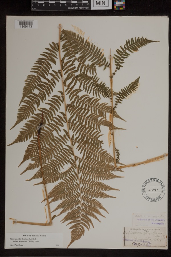 Specimen of Athyrium filix-femina subsp. angustum (Willd.) R.T.Clausen
