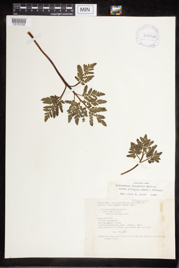 Specimen of Botrychium dissectum Spreng.