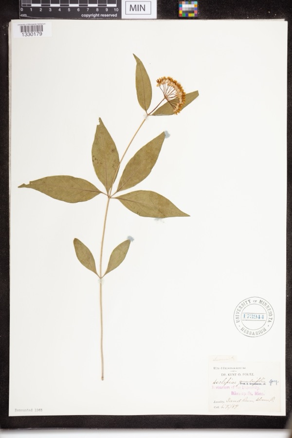 Specimen of Asclepias quadrifolia Jacq.