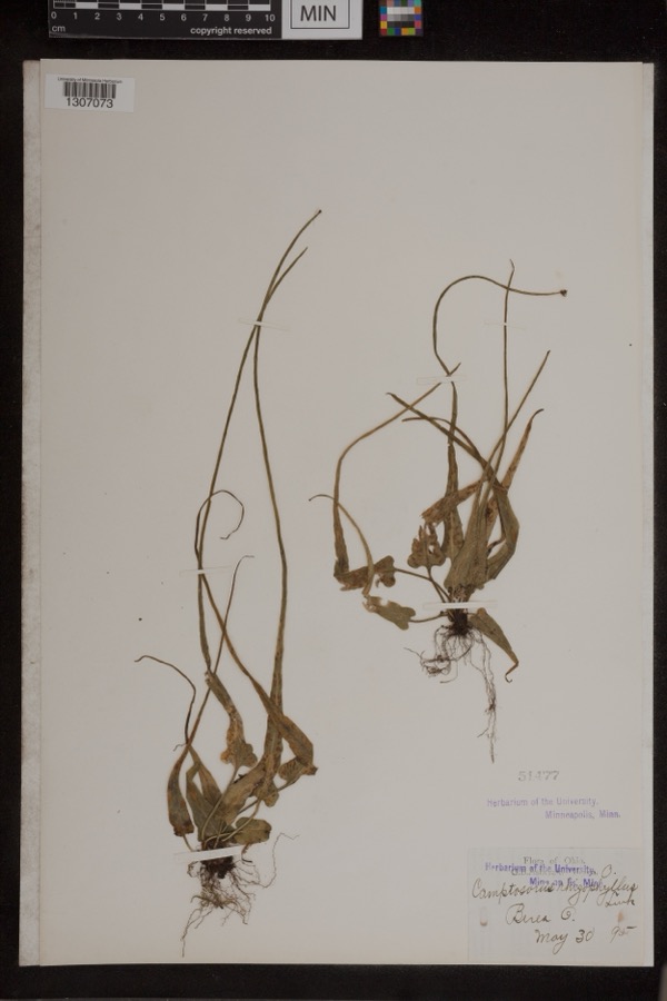 Specimen of Camptosorus rhizophyllus (L.) Link