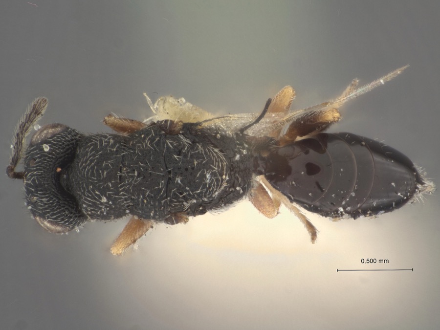 Specimen of Eurytoma pater Girault, 1920