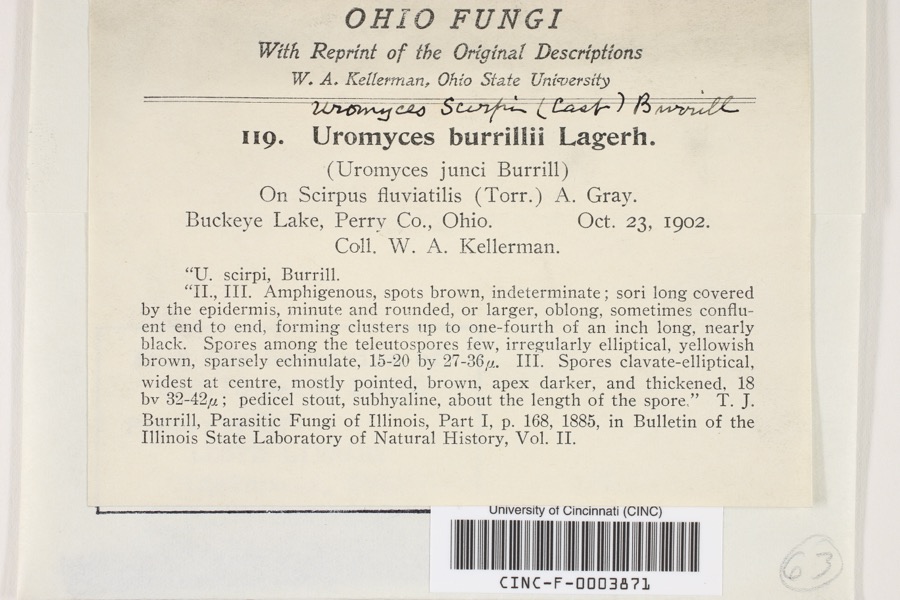 Specimen of Uromyces scirpi Burrill